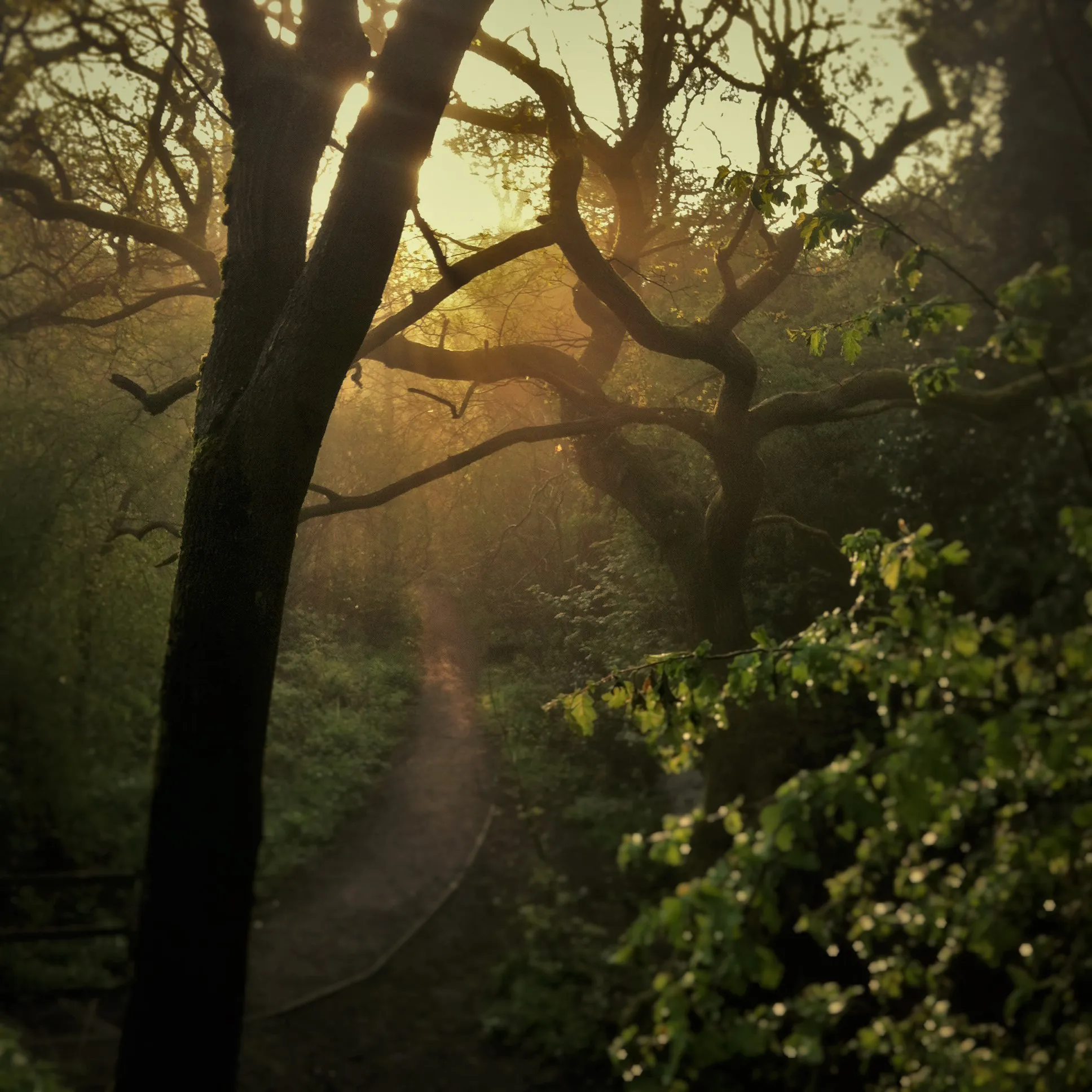 Moseley Bog