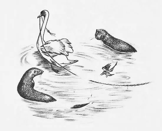 Illustration de Pauline Diana Baynes, pour l'édition anglaise de 1962 du recueil de poèmes de J.R.R. Tolkien Les Aventures de Tom Bombadil (The Adventures of Tom Bombadil), publié par George Allen and Unwin.