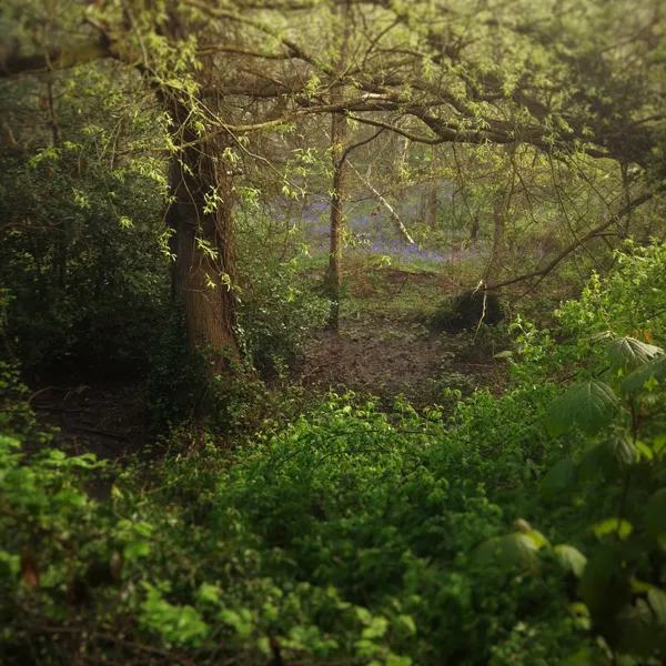 Photo : Moseley Bog, tourbière proche du hameau de Sarehole, qui inspira John Ronald Reuel Tolkien pour la création de la Vieille Forêt dans le roman Le Seigneur des Anneaux.