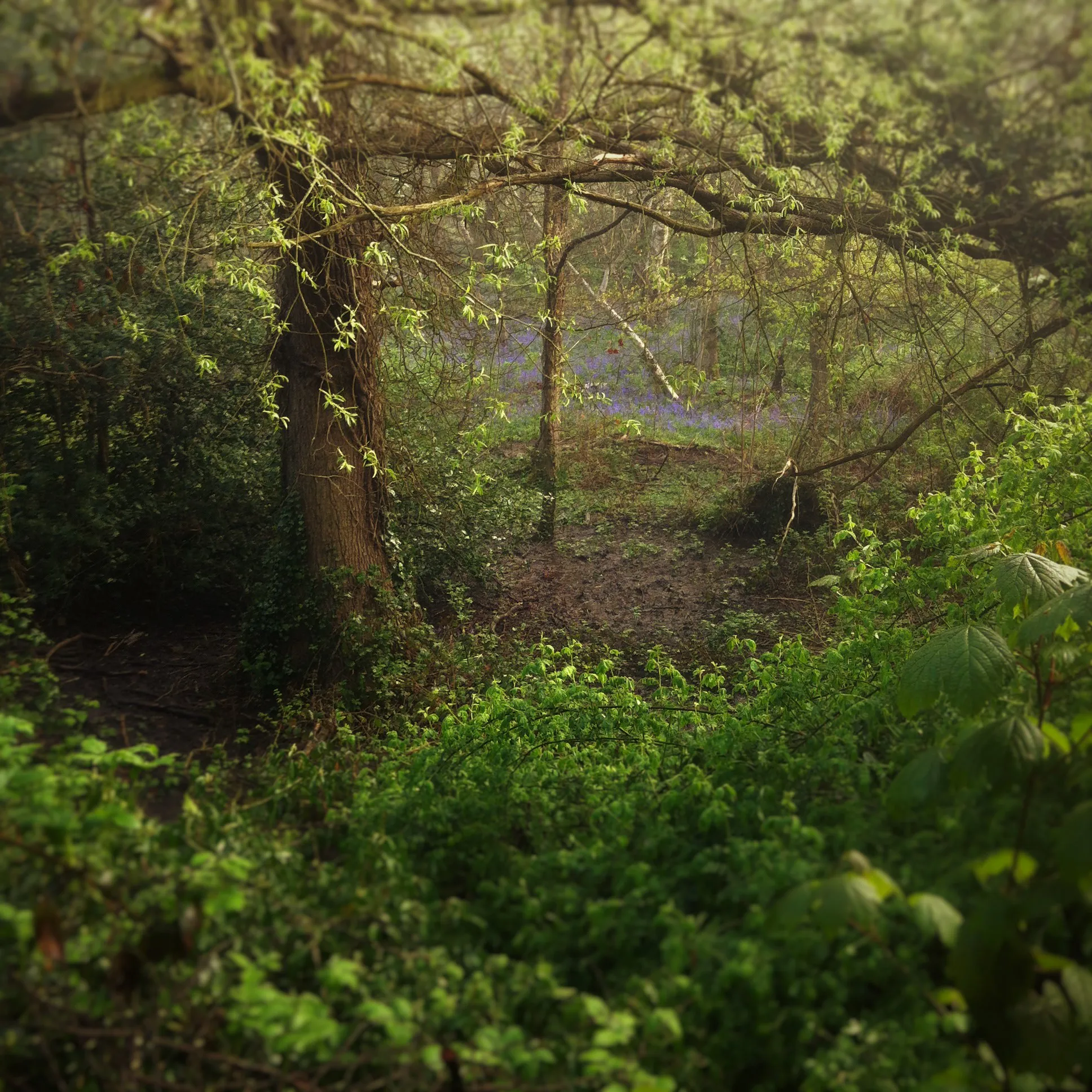 Photo : Moseley Bog, tourbière proche du hameau de Sarehole, qui inspira John Ronald Reuel Tolkien pour la création de la Vieille Forêt dans le roman Le Seigneur des Anneaux.