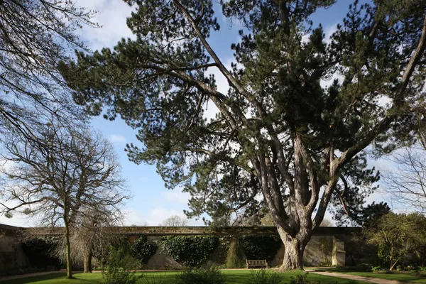 Photo : Arbre de Tolkien du jardin botanique de l'université d'Oxford.