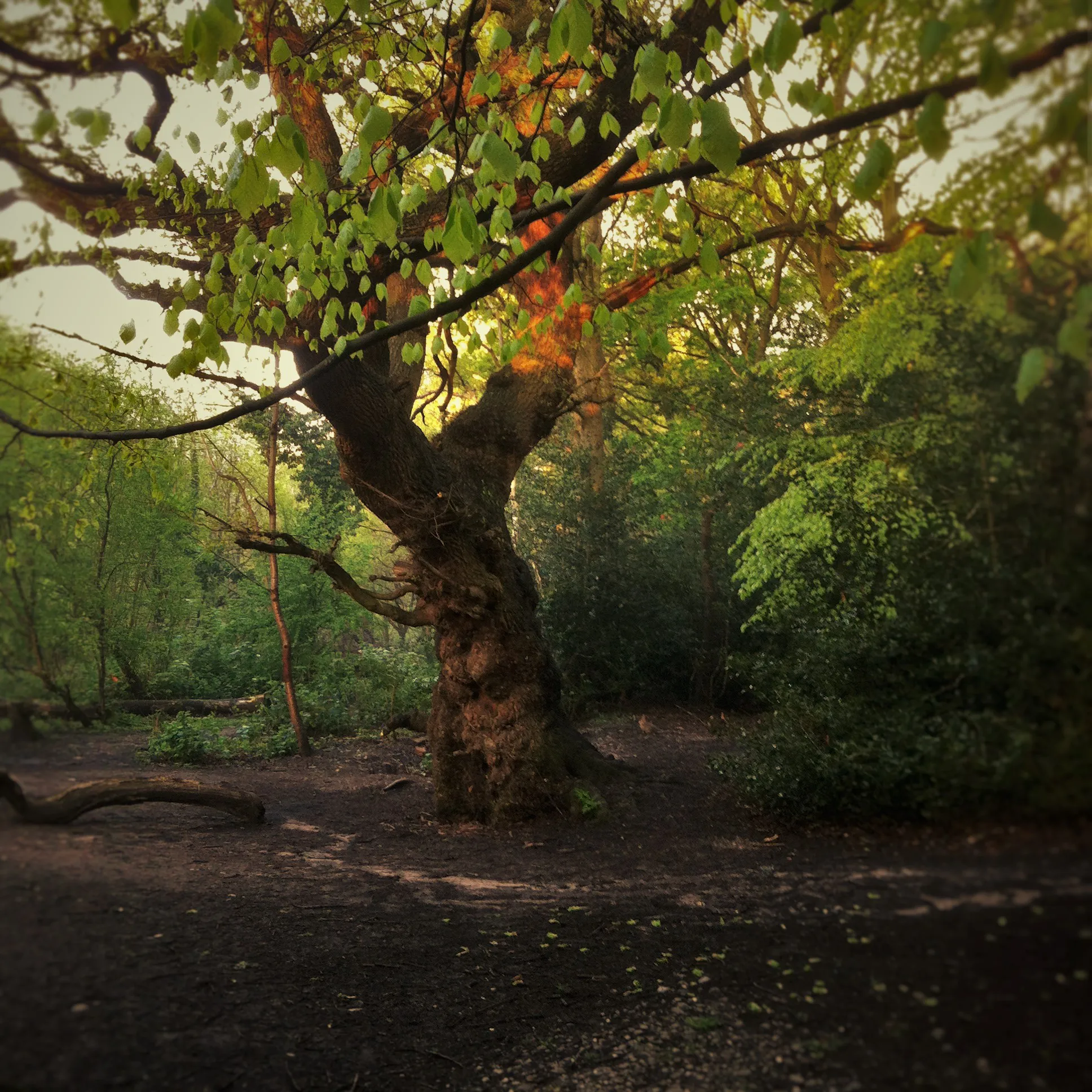 Photo : Moseley Bog, tourbière qui inspira John Ronald Reuel Tolkien pour la création de la Vieille Forêt dans le roman Le Seigneur des Anneaux.